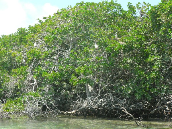 05- Les fous dans la mangrove 
